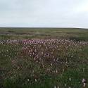 Pink plumes decorate the tundra ground.